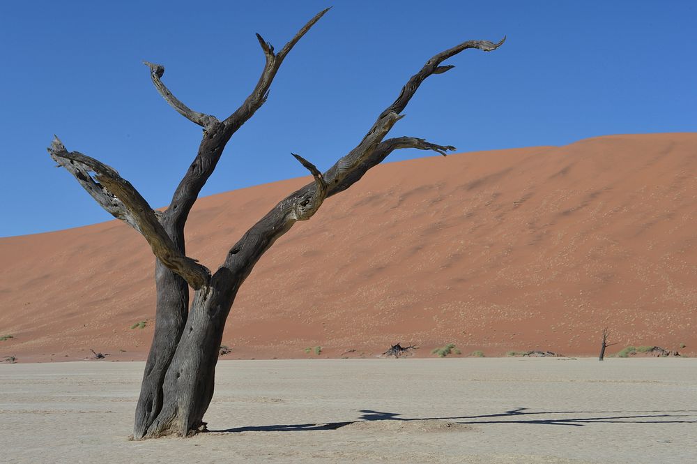 Leafless tree in the desert. Free public domain CC0 photo.