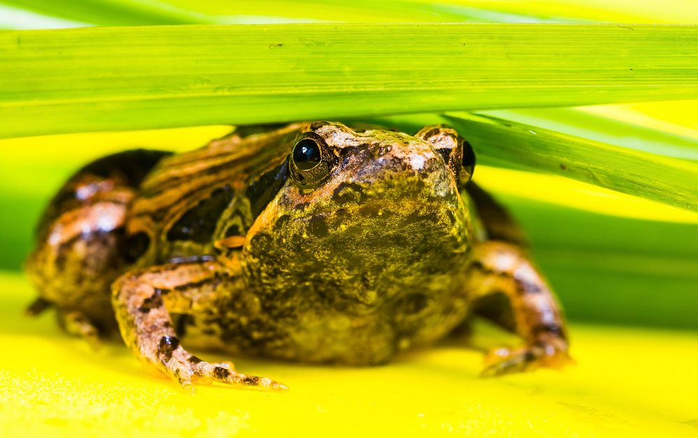 Frog & nature. Free public domain CC0 photo
