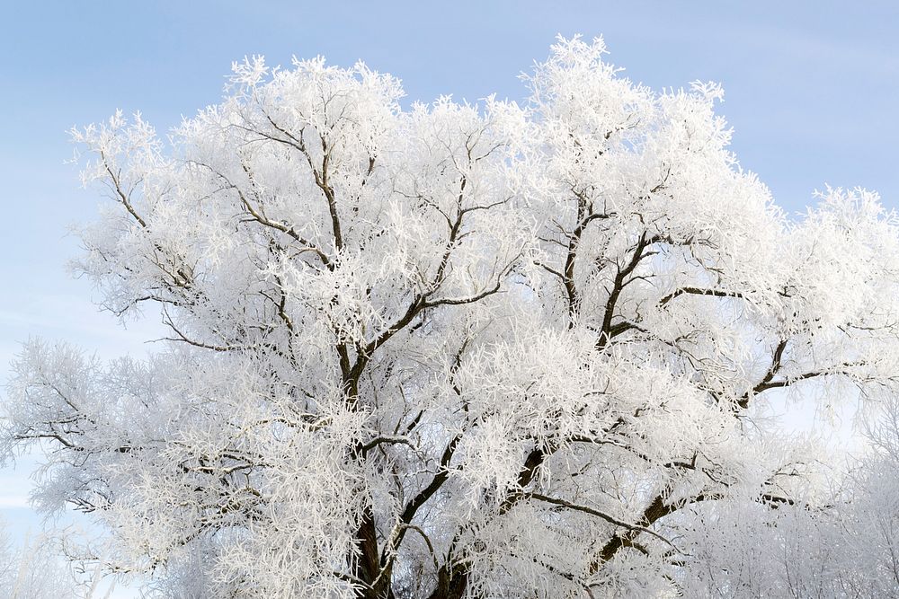 Snow covered tree. Free public domain CC0 photo. 