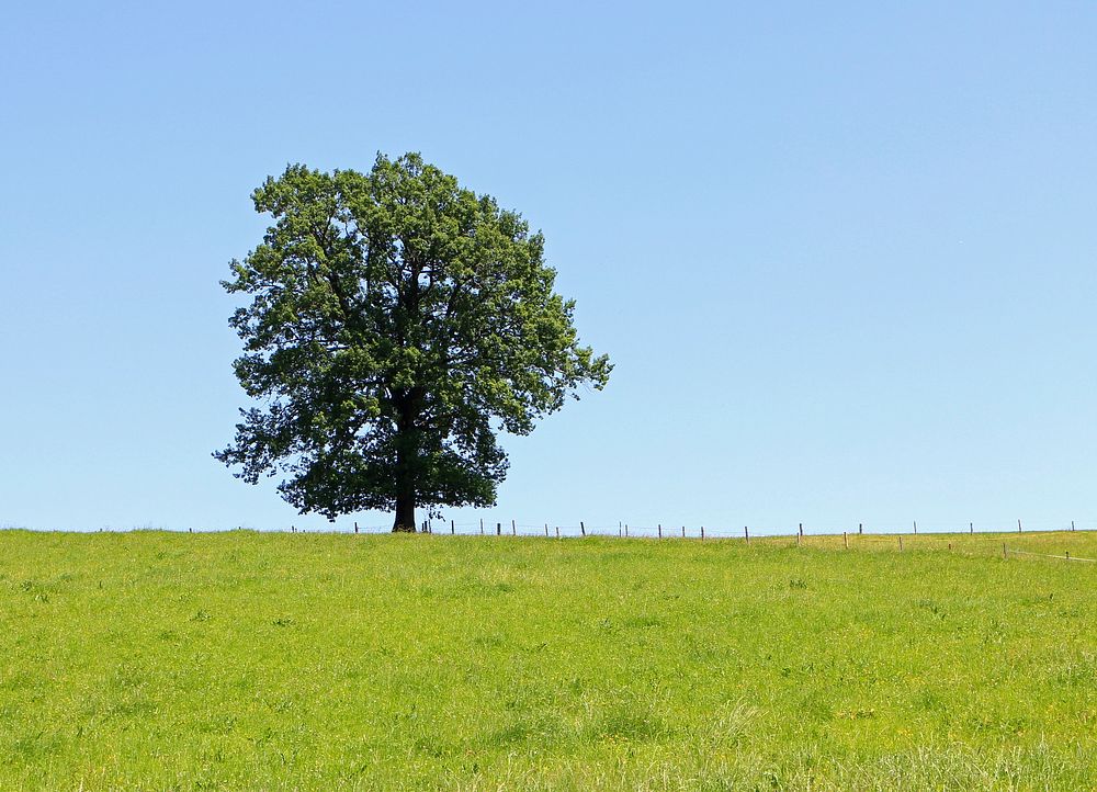 English Oak tree. Free public domain CC0 photo.