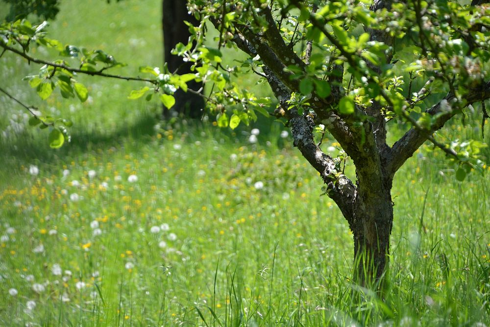 Tree. nature landscape. Free public domain CC0 image.