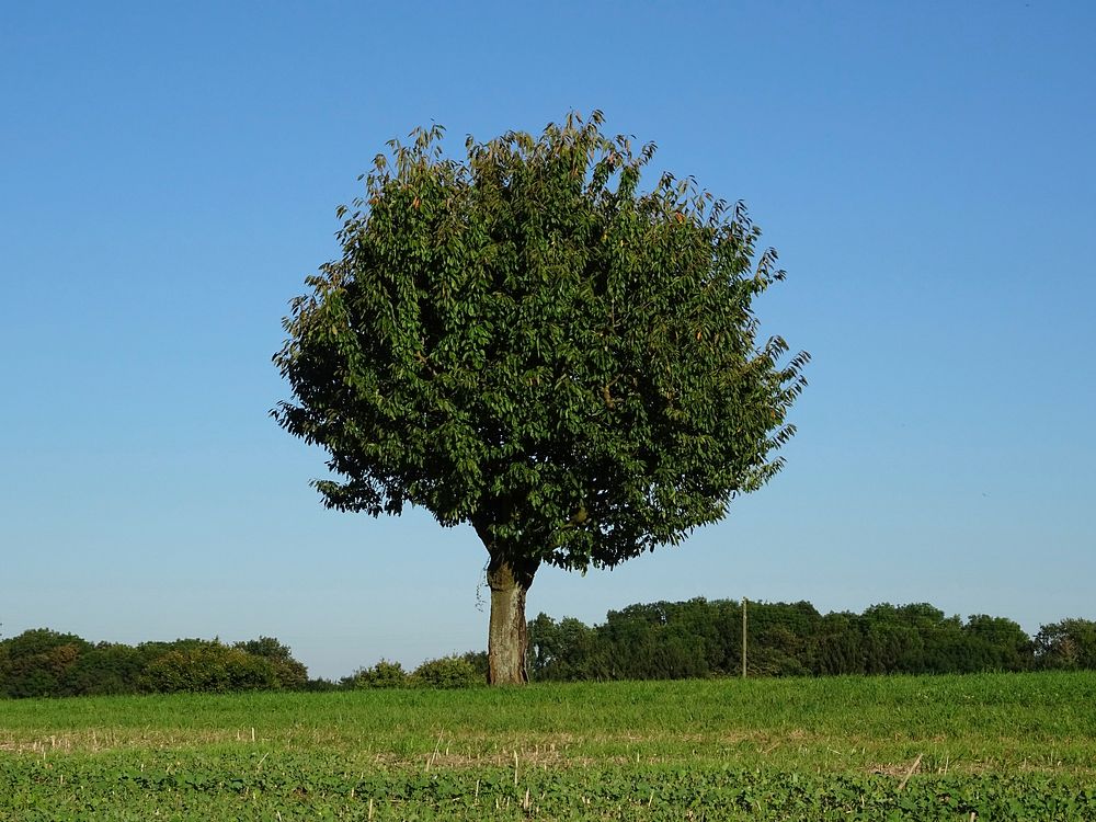 Big tree on a grass field. Free public domain CC0 photo.