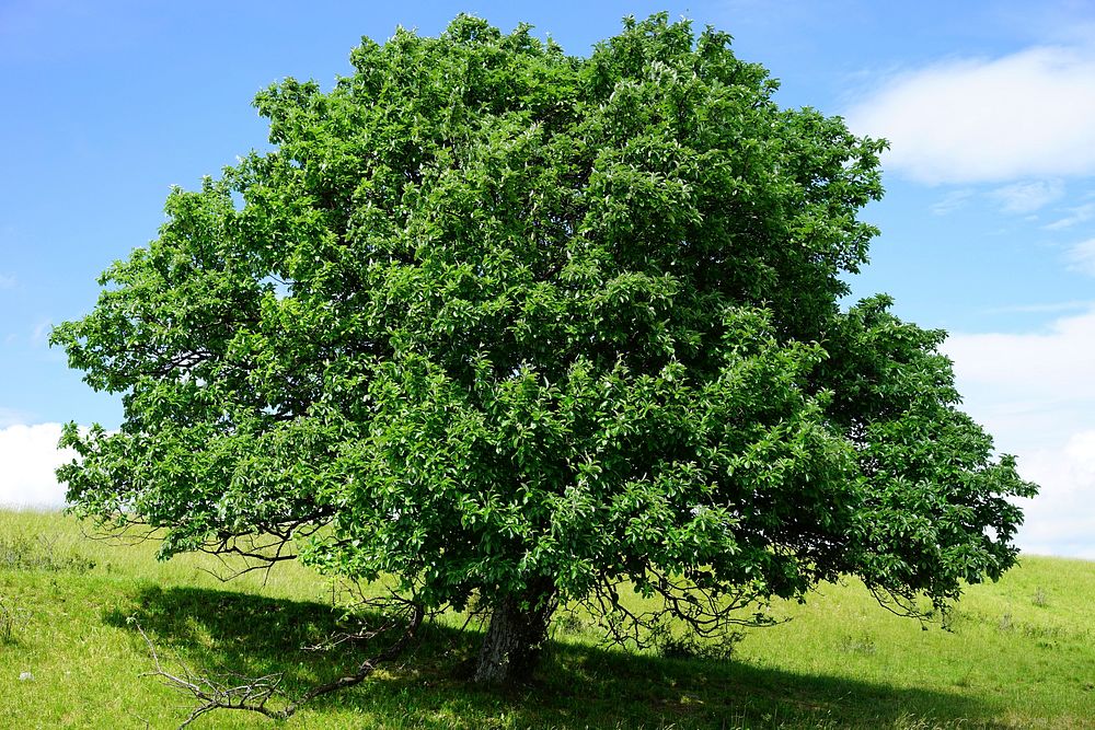 Plant & tree, botanical nature. Free public domain CC0 image