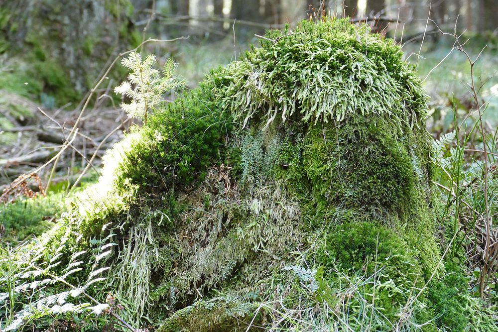 Tree mosses. Free public domain CC0 photo.