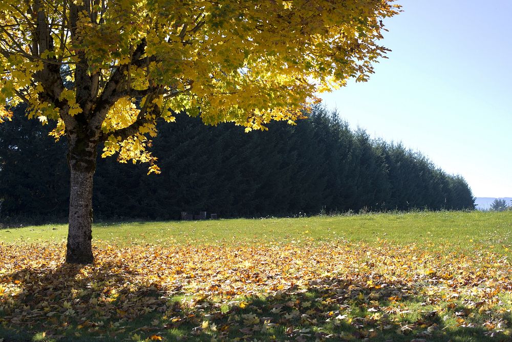 Autumn tree, nature background. Free public domain CC0 photo.
