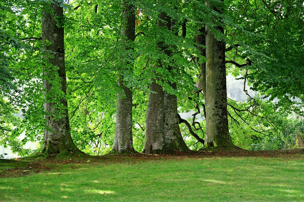 Aesthetic forest, nature background. Free public domain CC0 photo.