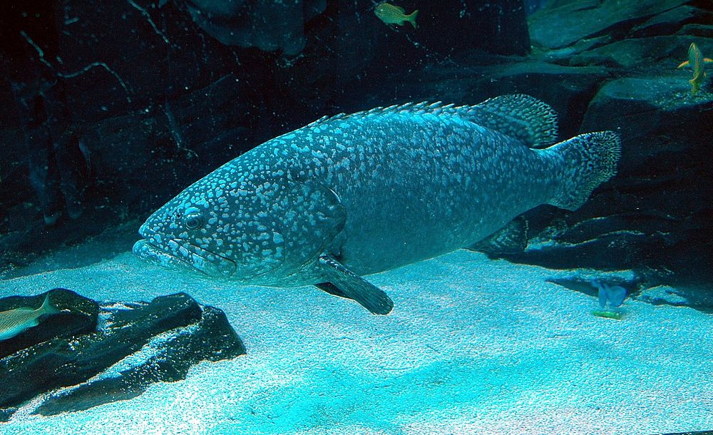 Giant grouper fish swimming alone. Free public domain CC0 photo.