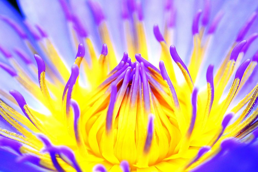 Purple water lily background, macro shot. Free public domain CC0 image.