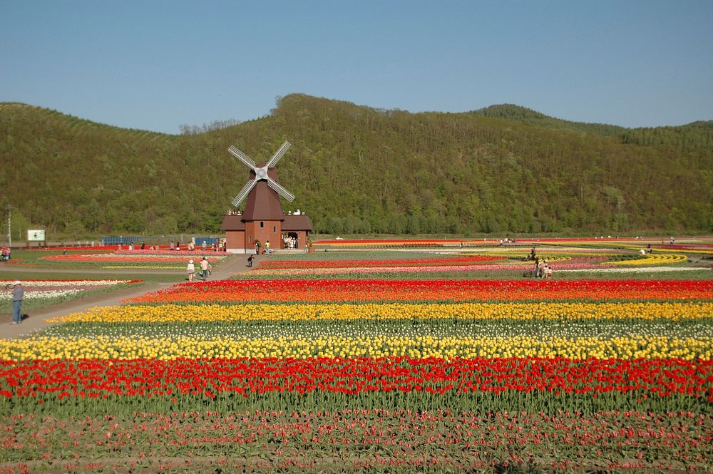 Tulip field background. Free public domain CC0 image.