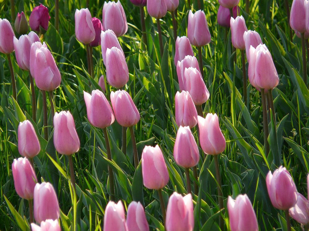 Pink tulip farm. Free public domain CC0 image.