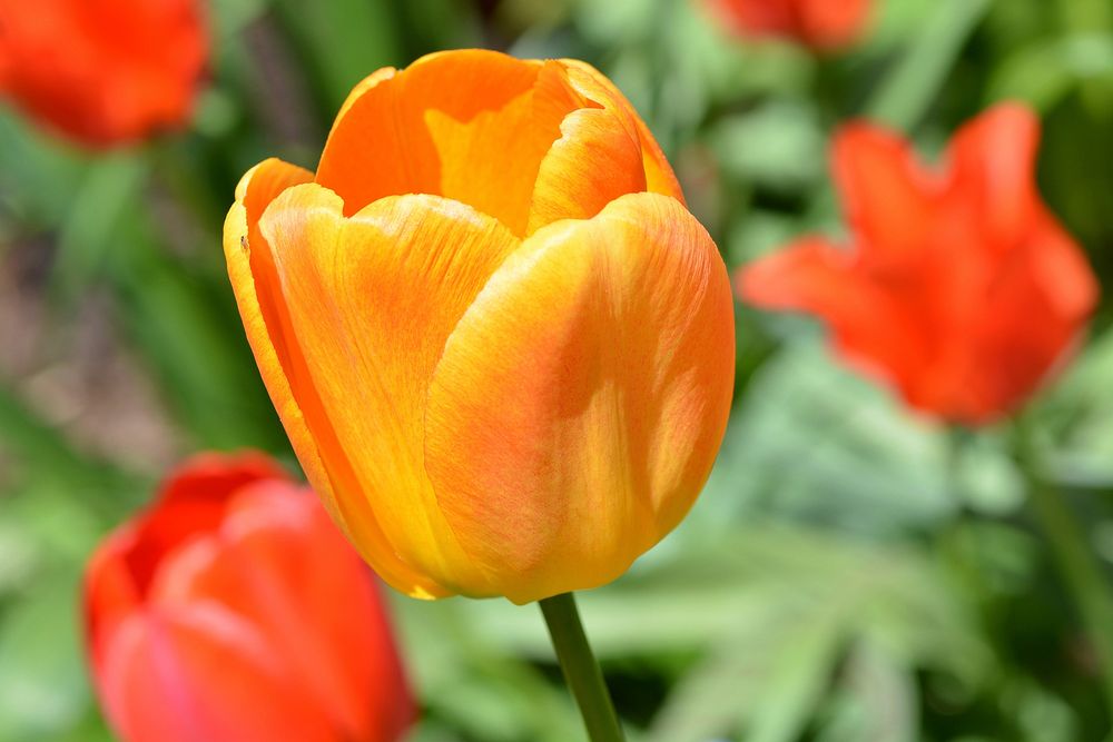 Yellow tulip background. Free public domain CC0 photo.