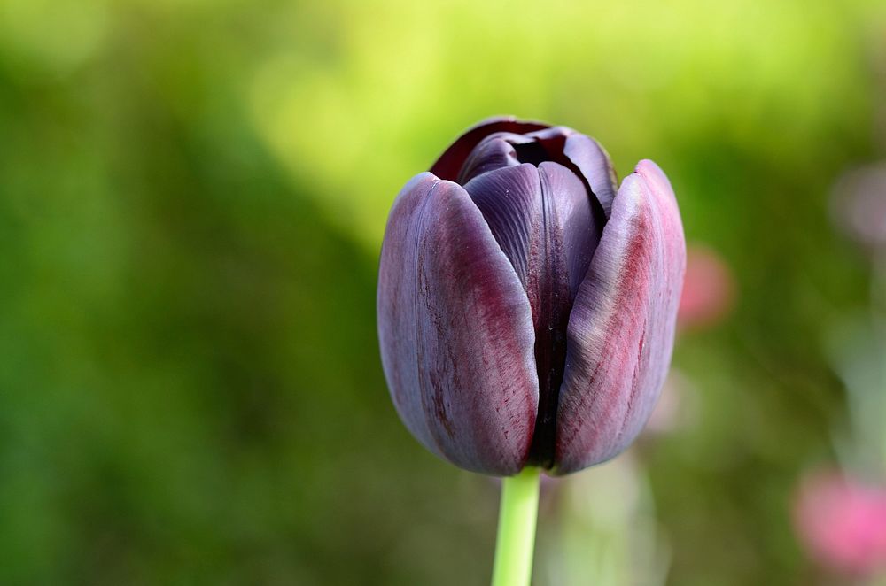 Purple tulip background. Free public domain CC0 image.