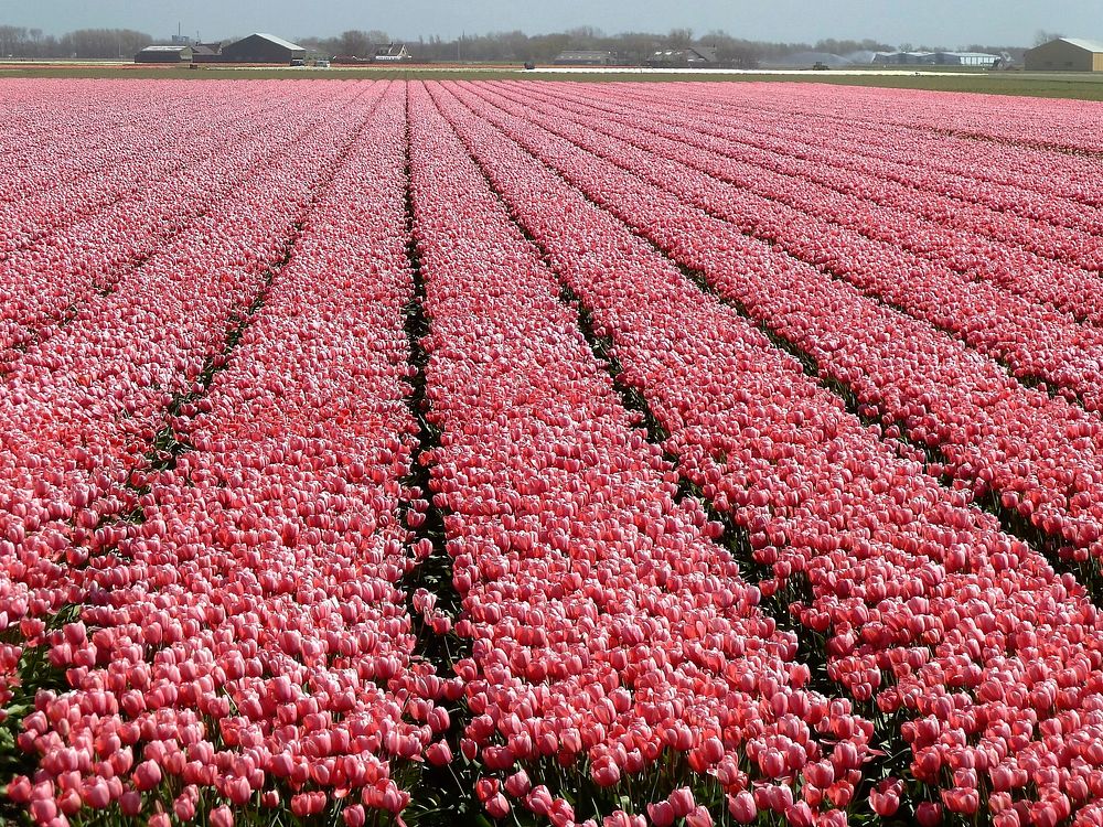Pink tulip farm. Free public domain CC0 image.
