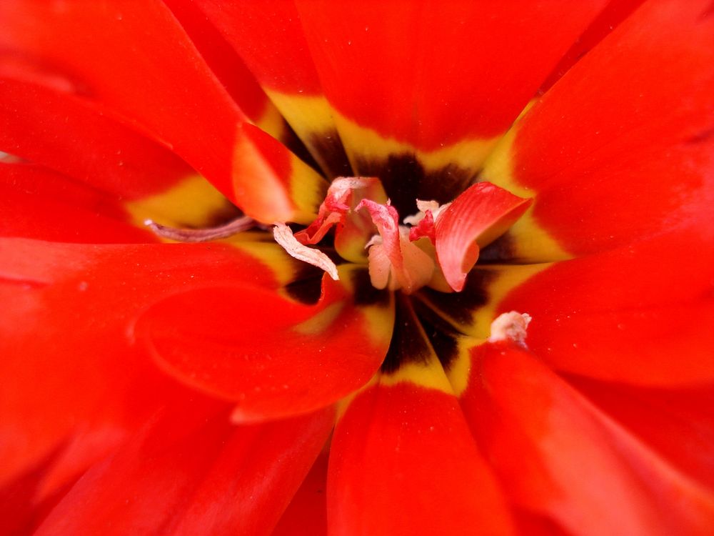 Orange tulip macro shot. Free public domain CC0 image.