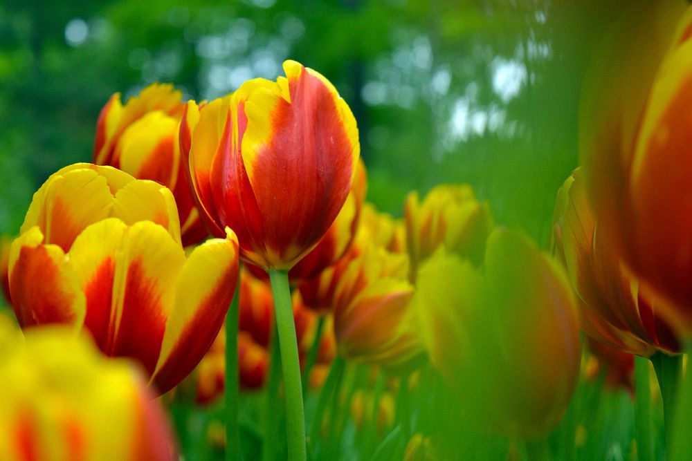 Yellow tulip background. Free public domain CC0 image.