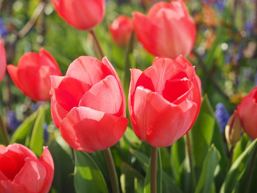 Red tulip farm. Free public domain CC0 image.