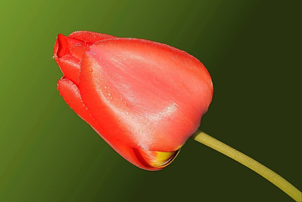 Red tulip background. Free public domain CC0 image.