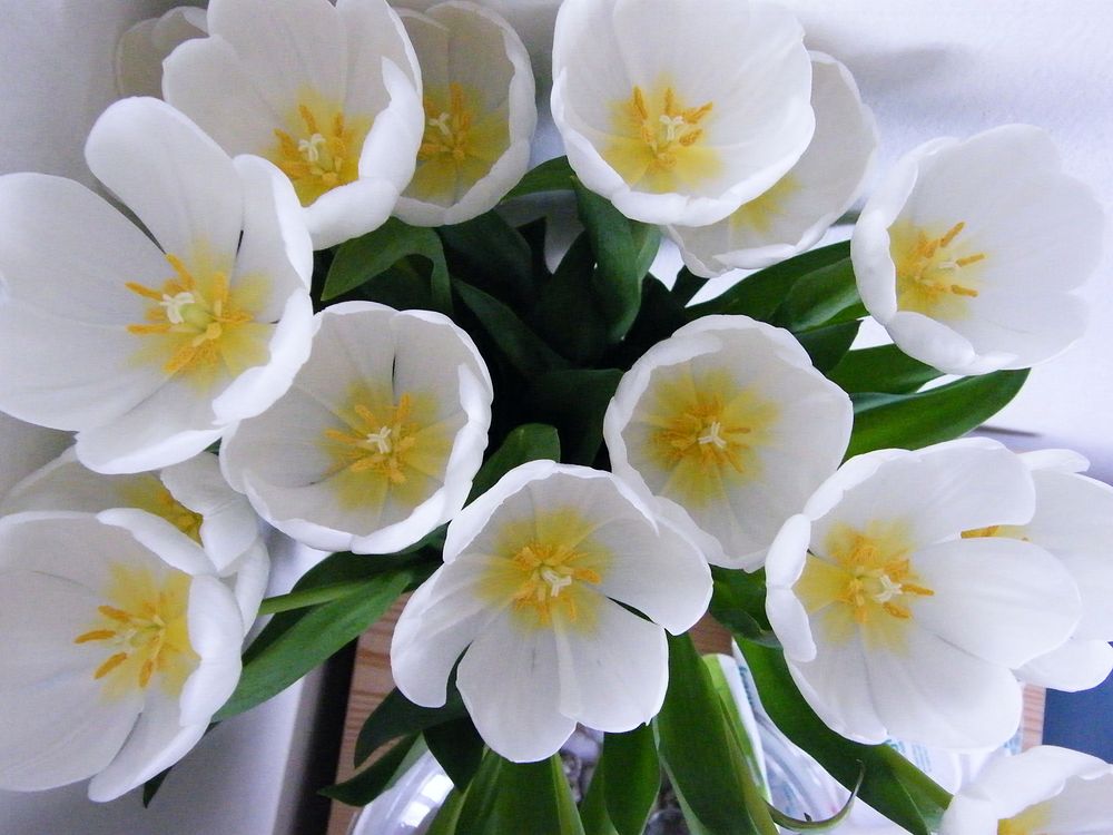White tulips. Free public domain CC0 image.