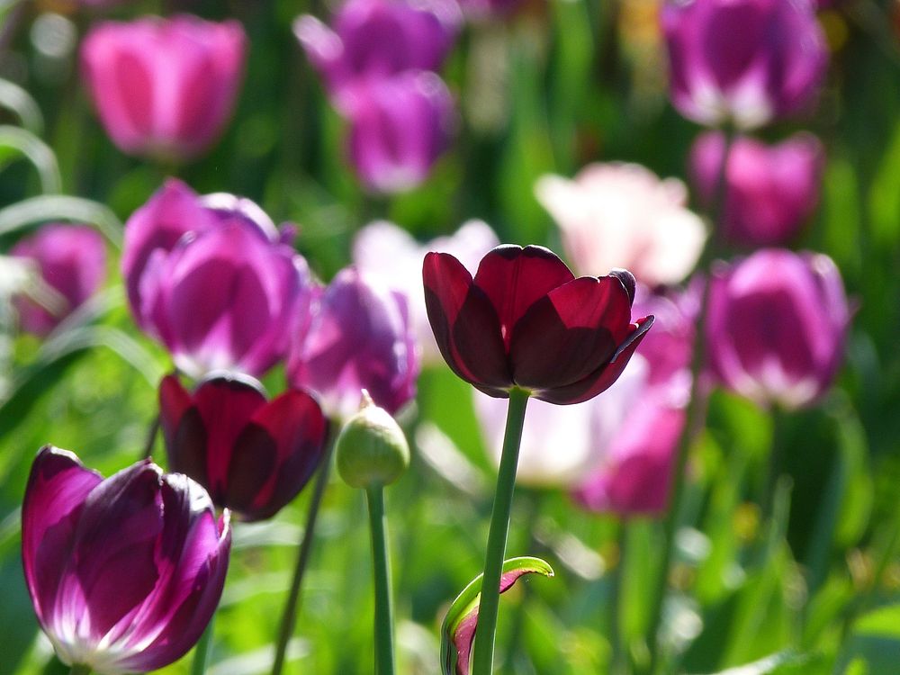 Purple tulips. Free public domain CC0 photo.