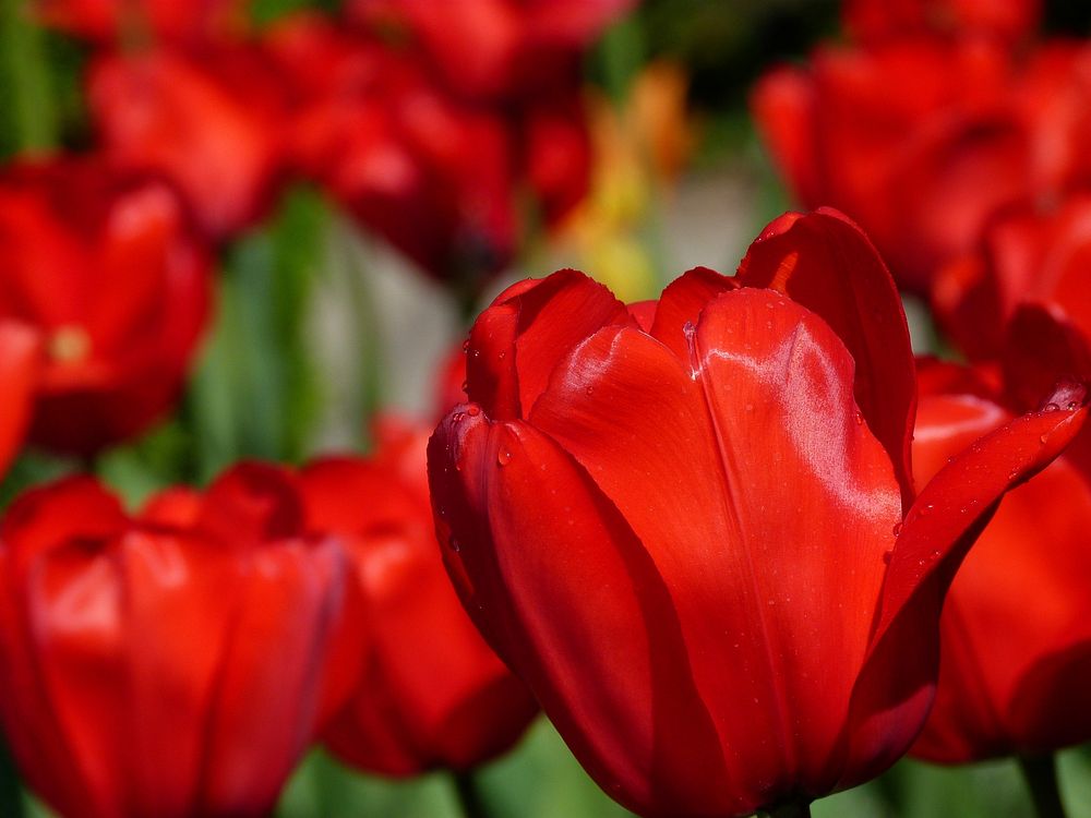 Red tulip farm. Free public domain CC0 image.