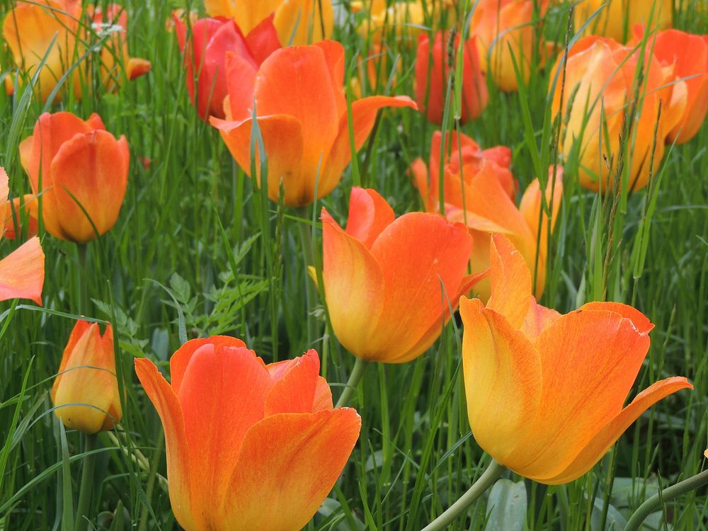 Orange tulip. Free public domain CC0 photo.