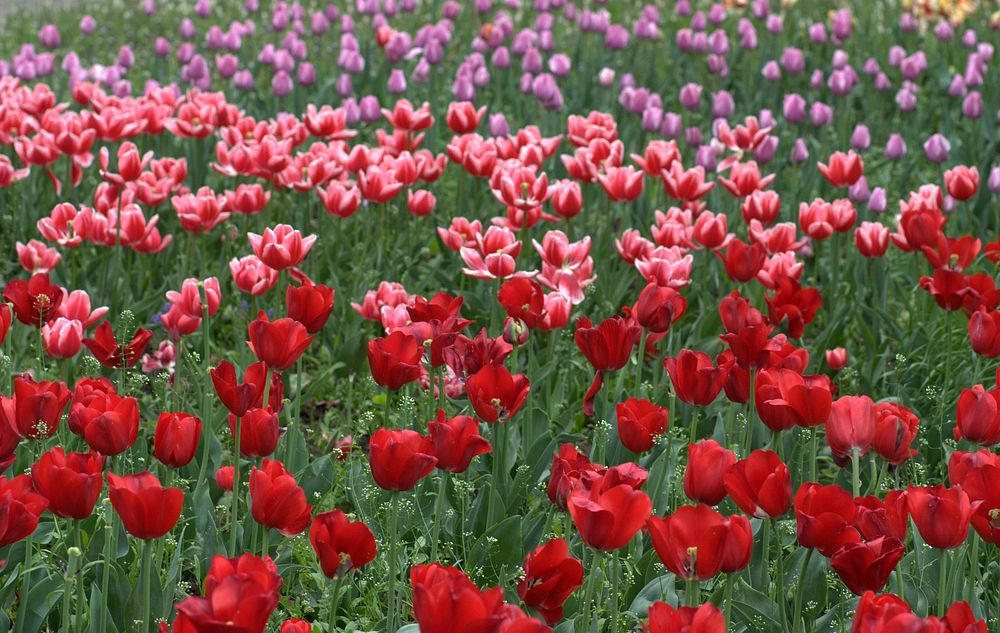 Colorful tulip farm. Free public domain CC0 photo.