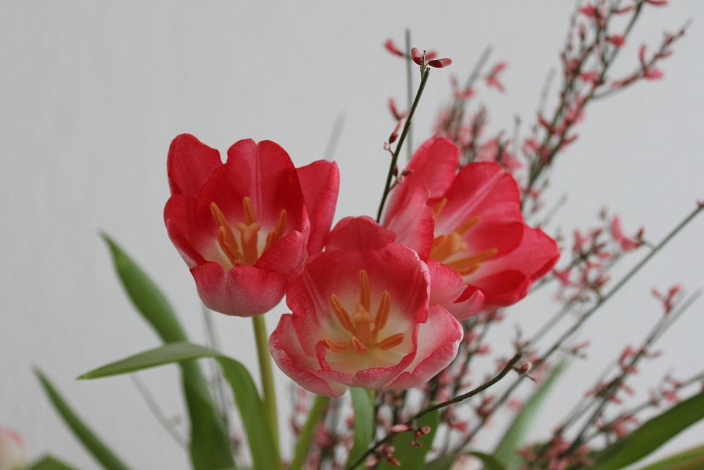 Tulip arrangement background. Free public domain CC0 photo.