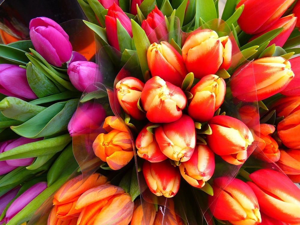 Colorful tulips. Free public domain CC0 image.