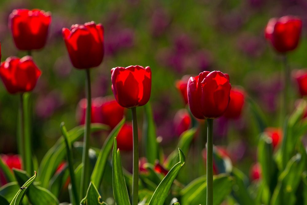 Red tulip background. Free public domain CC0 image.