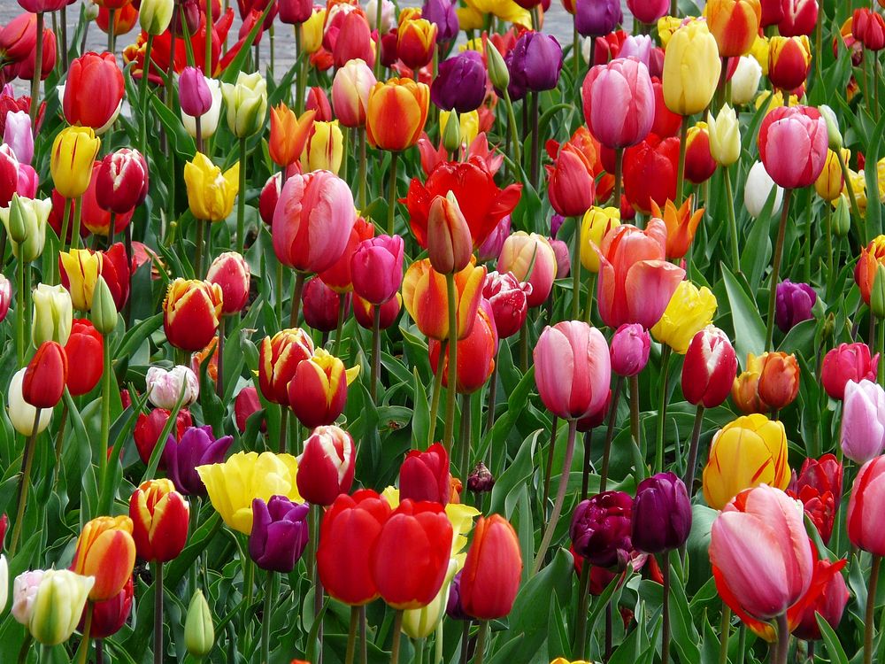 Colorful tulip farm. Free public domain CC0 image.
