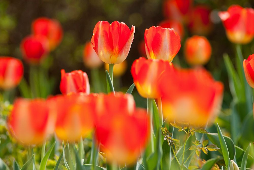 Red tulip background. Free public domain CC0 photo.