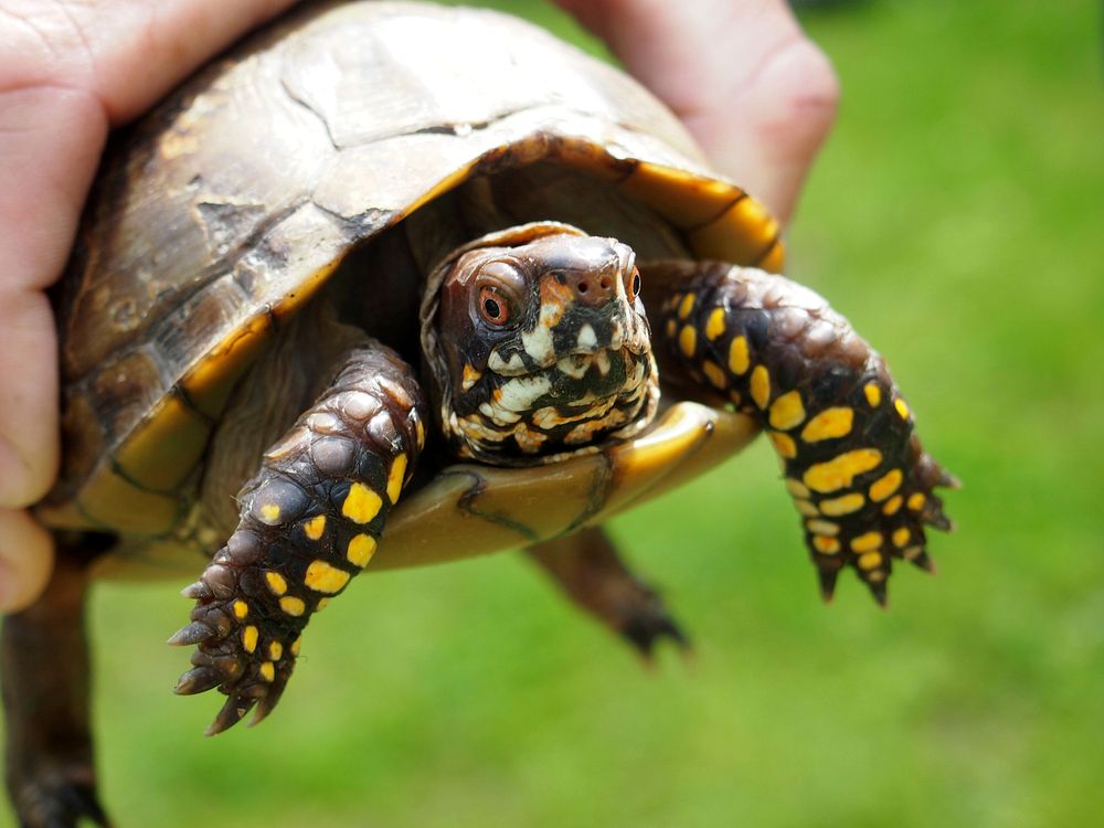 Holding three toed box turtle. Free public domain CC0 photo.