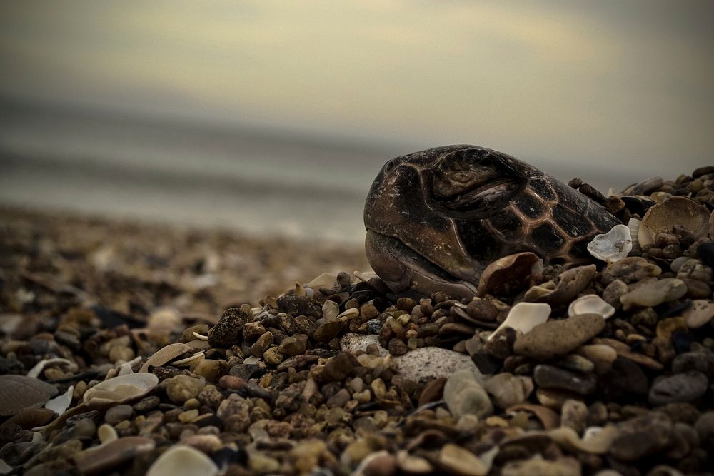 Russian tortoise face close up. Free public domain CC0 image.