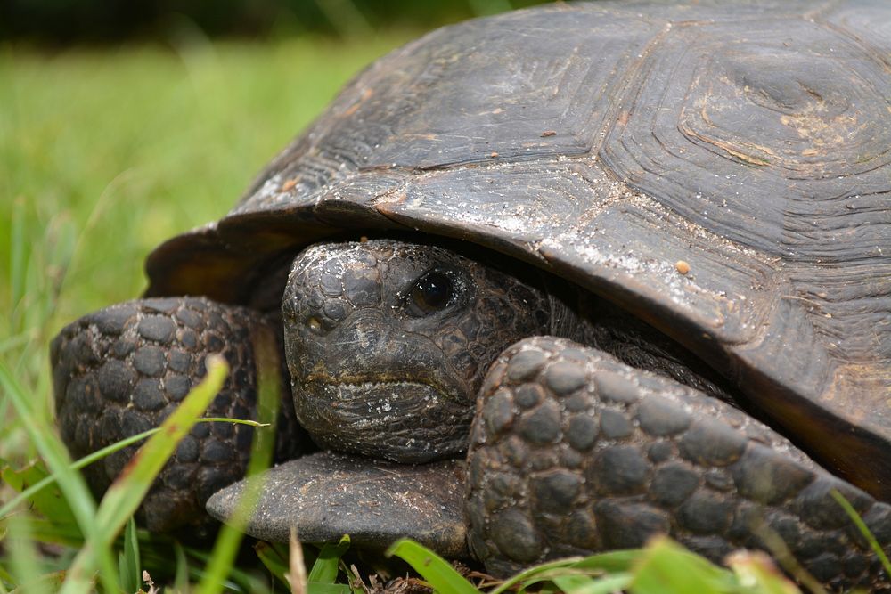 Gopher tortoise hiding close up. Free public domain CC0 photo.