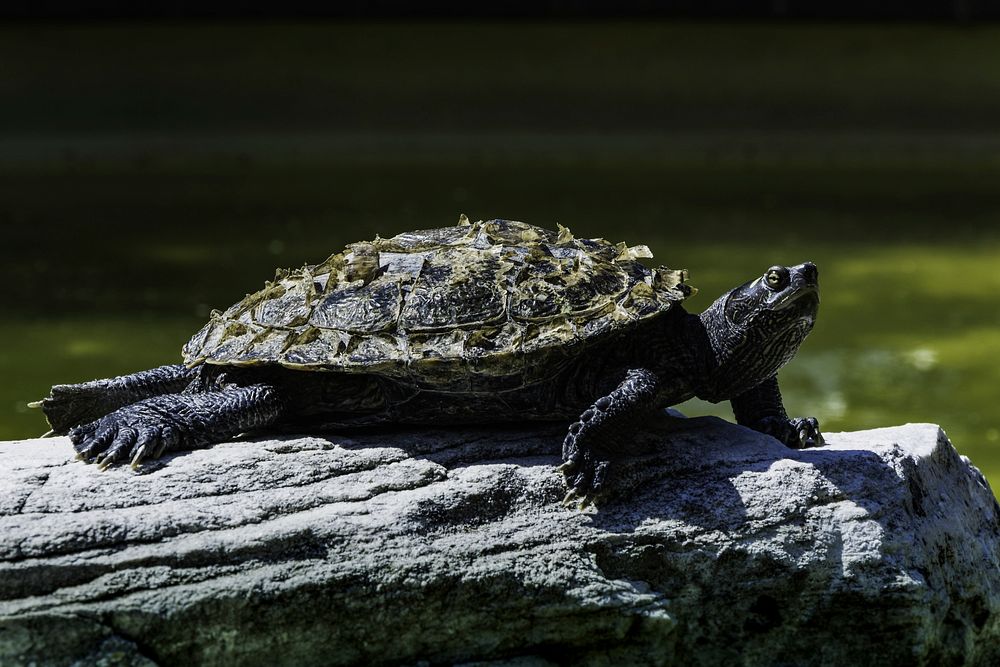 Japanese pond turtle close up. Free public domain CC0 photo.