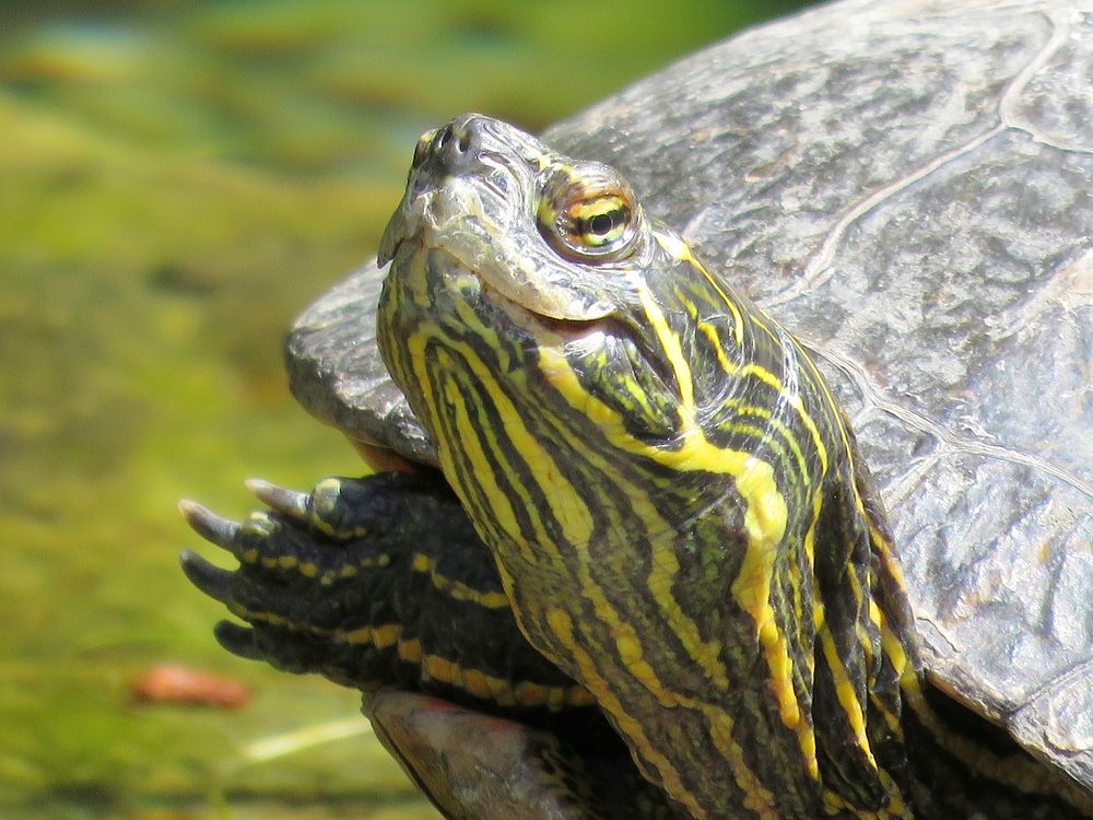 Eastern painted turtle standing. Free public domain CC0 photo.