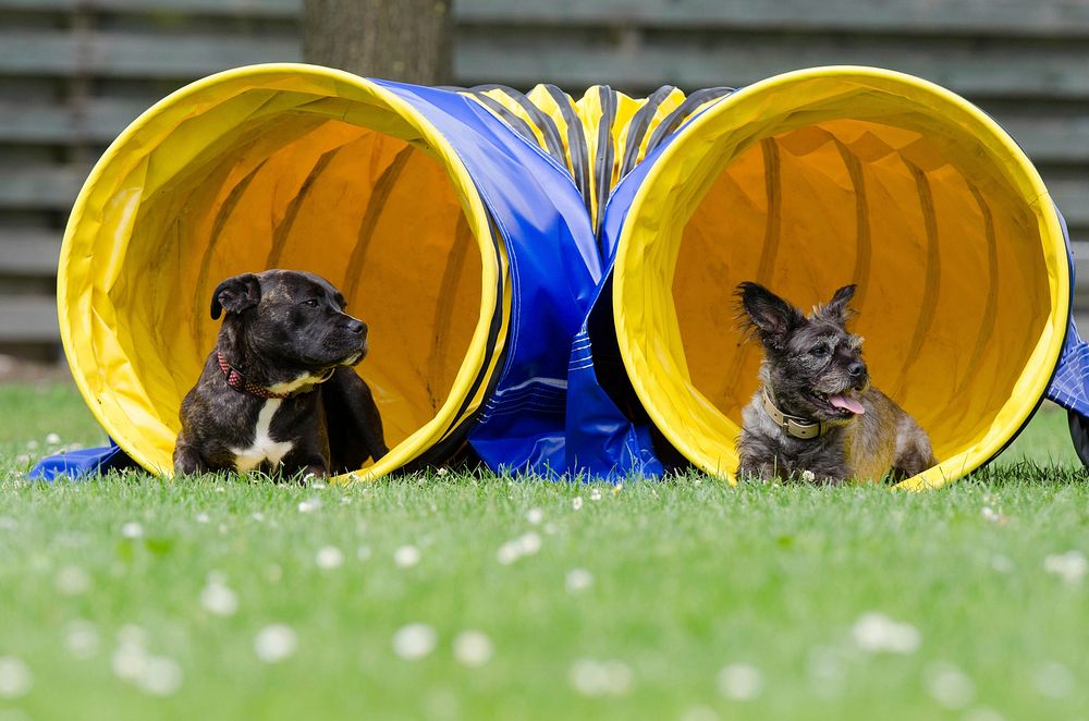 Dogs lying in playground. Free public domain CC0 photo.