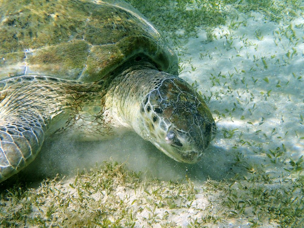 Green sea turtle swimming closeup. Free public domain CC0 photo.
