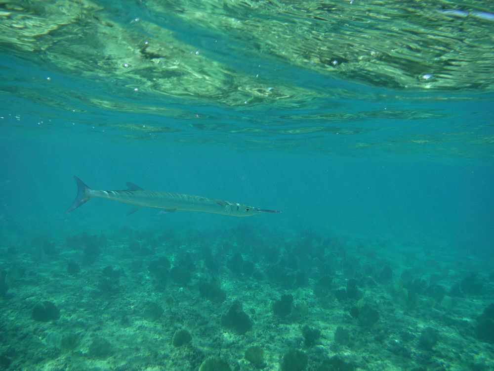 Houndfish swimming alone. Free public domain CC0 photo.