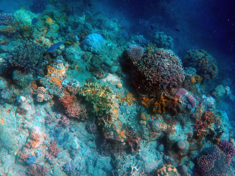 Deep sea coral reef. Free public domain CC0 photo.