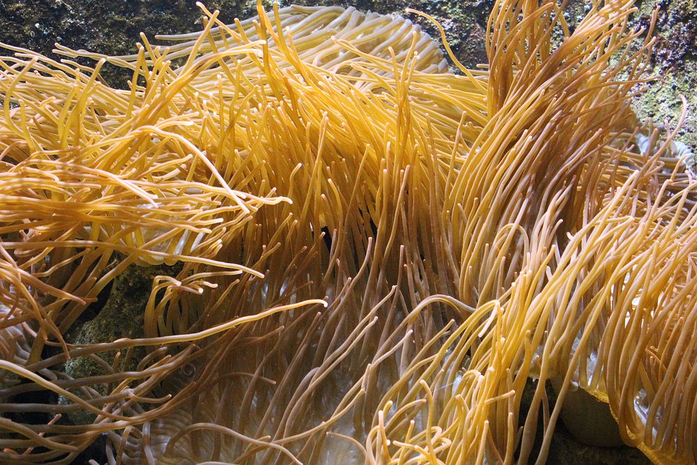 Anemone underwater close up. Free public domain CC0 image.