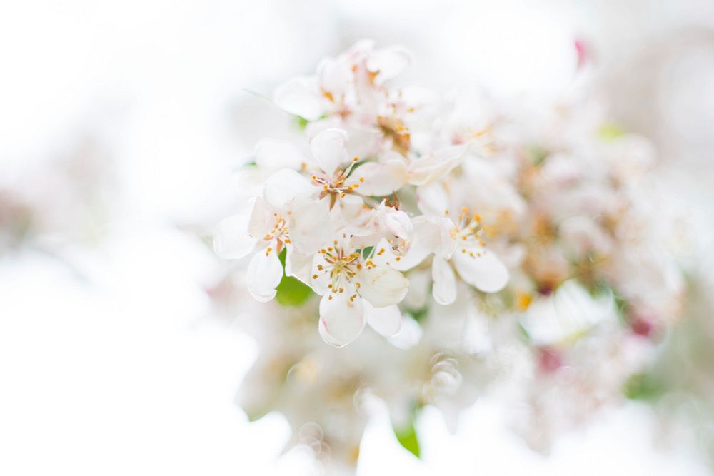 Free white cherry blossom image, public domain plant CC0 photo.
