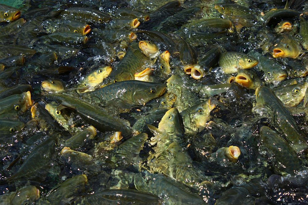 Crowded group of carp fishes. Free public domain CC0 photo.