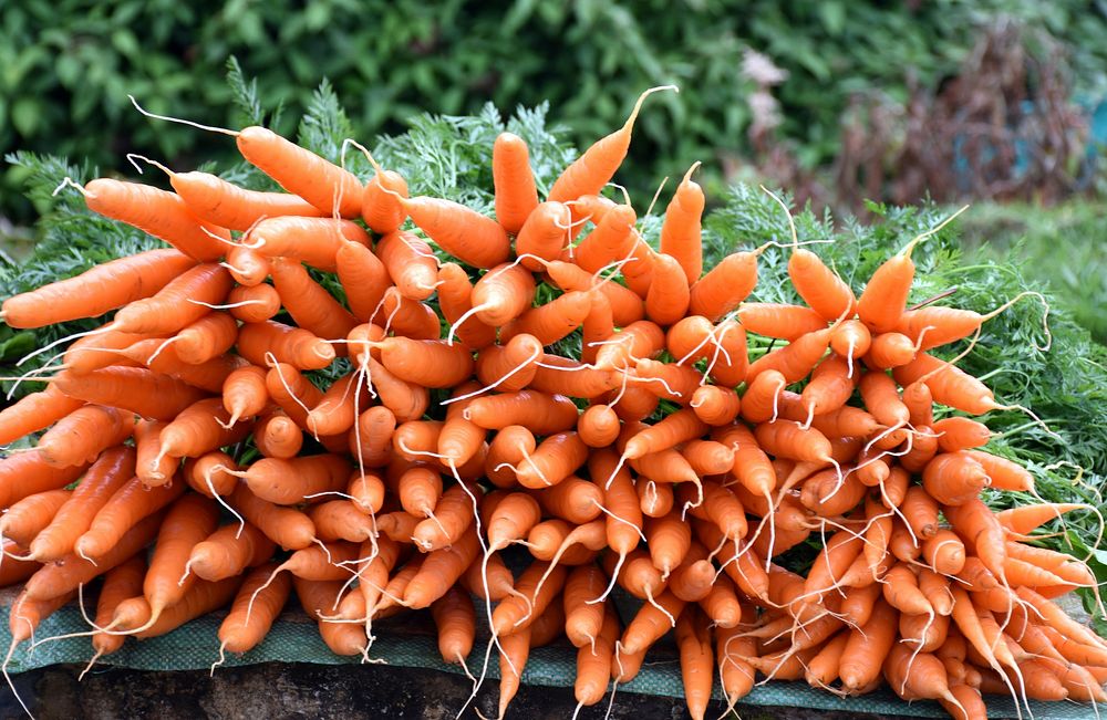 Carrot vegetable. Free public domain CC0 photo