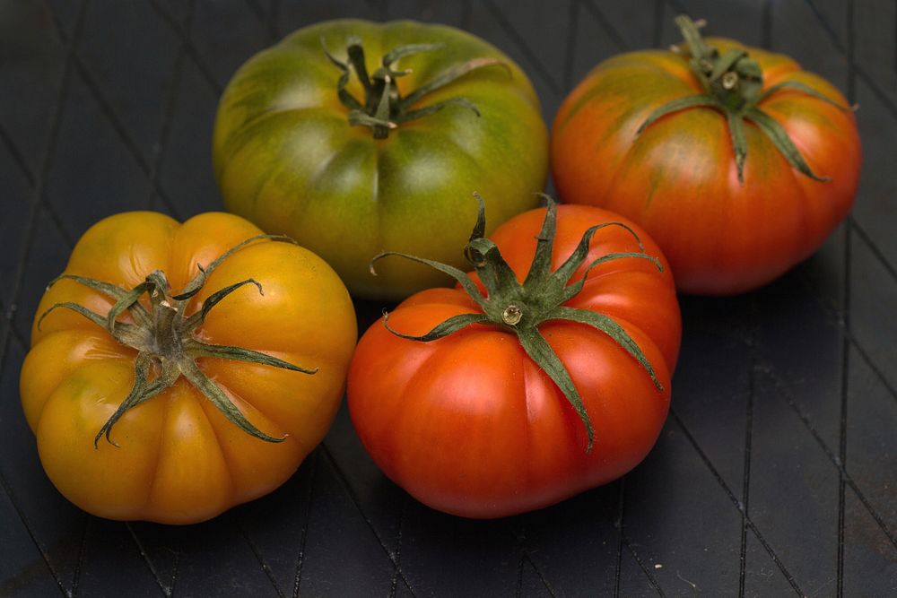 Tomato plant & vegetable. Free public domain CC0 photo