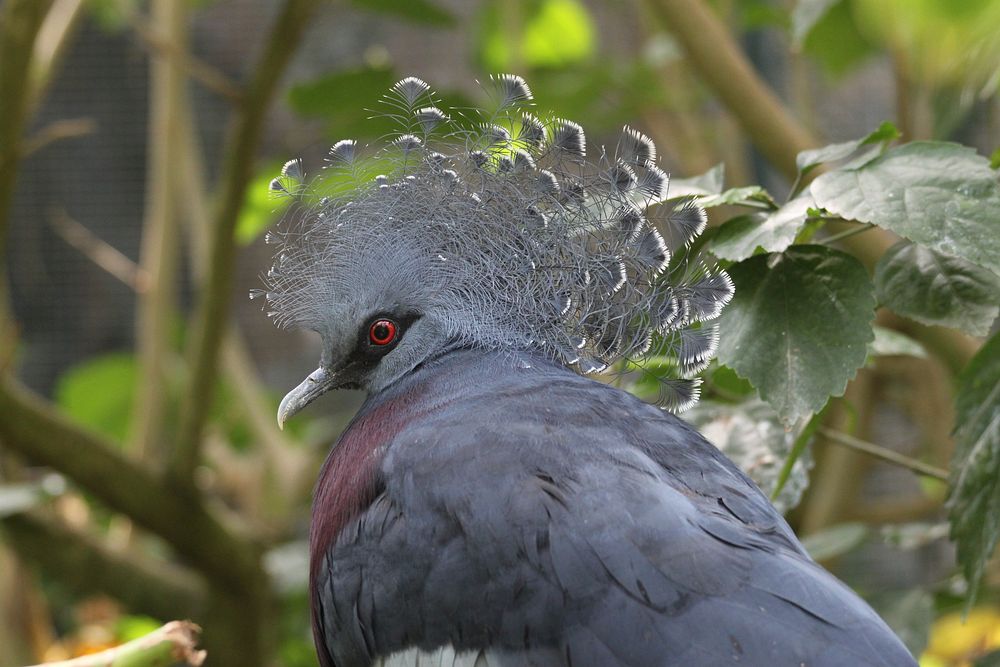 Crowned pigeon, bird photography. Free public domain CC0 image.