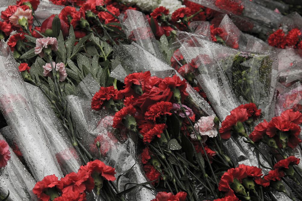 Red carnation background. Free public domain CC0 photo.