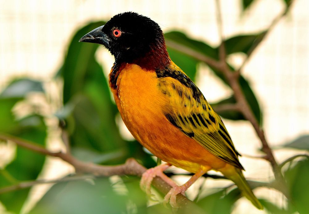 Golden backed weaver, bird photography. Free public domain CC0 image.