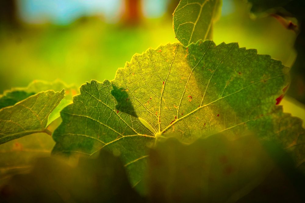 Botanical leaves, nature. Free public domain CC0 photo