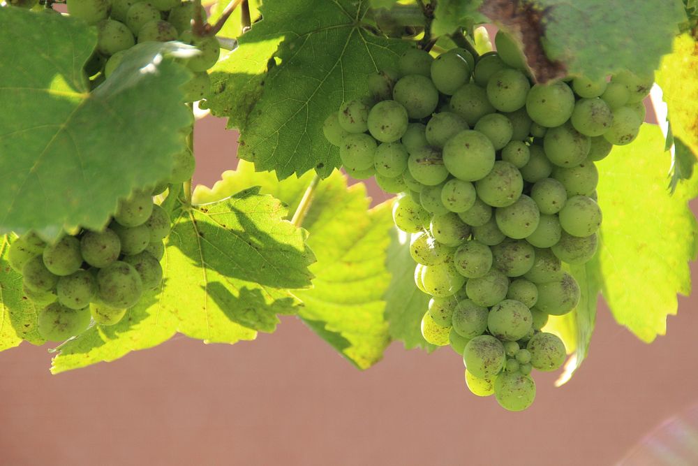 Closeup on green grape plant. Free public domain CC0 photo.